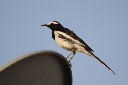 White Browed Wagtail at Serene Farms